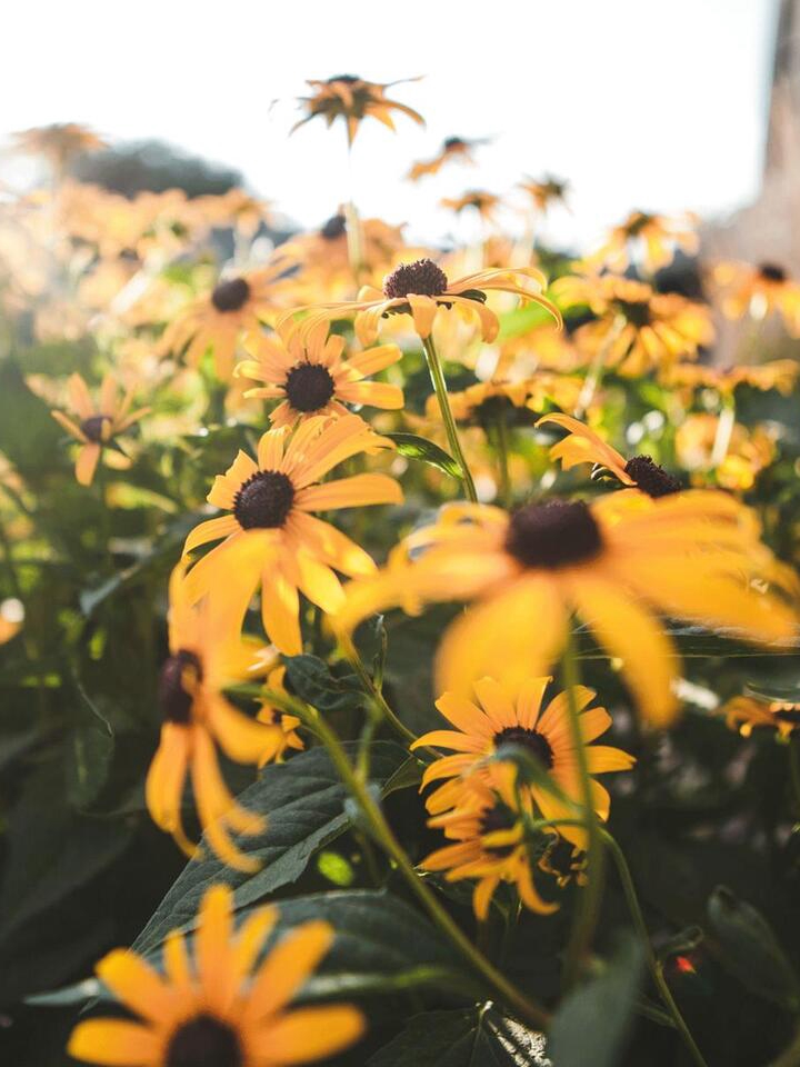 7 Plants That Thrive on Neglect