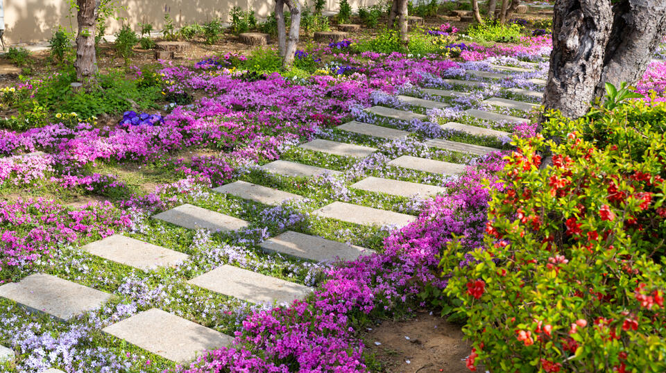 The Secret Weapon for Bare Spots in Your Yard