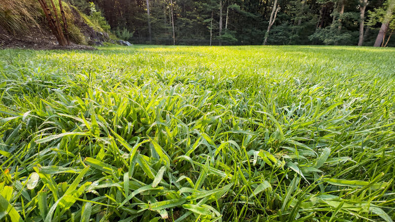 Crabgrass Hack: What Actually Works?