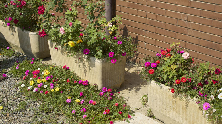 The Secret Weapon for Bare Spots in Your Yard