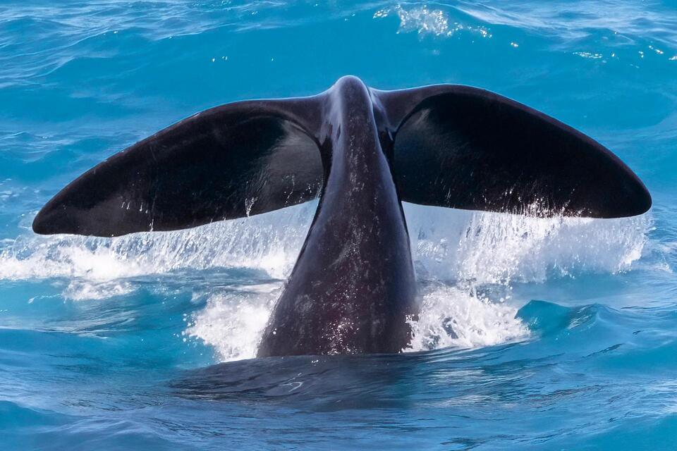 Whale Comeback Hits a Scary Snag