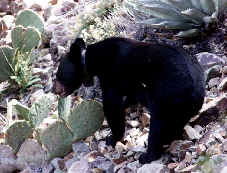 Black Bear Tragedy Spurs Road Warnings