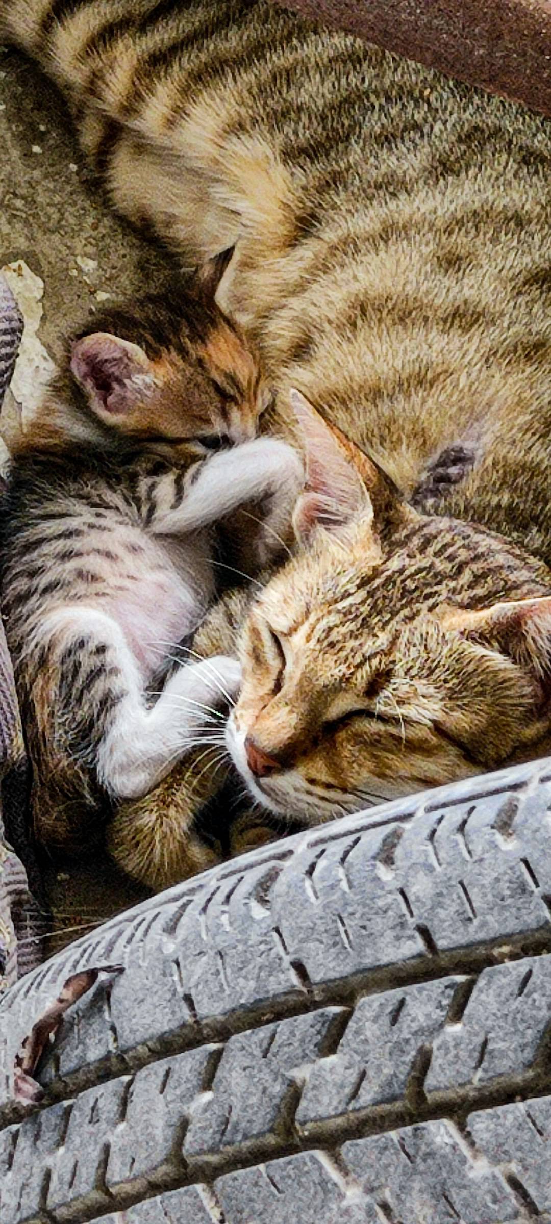Can I be a kitten god?