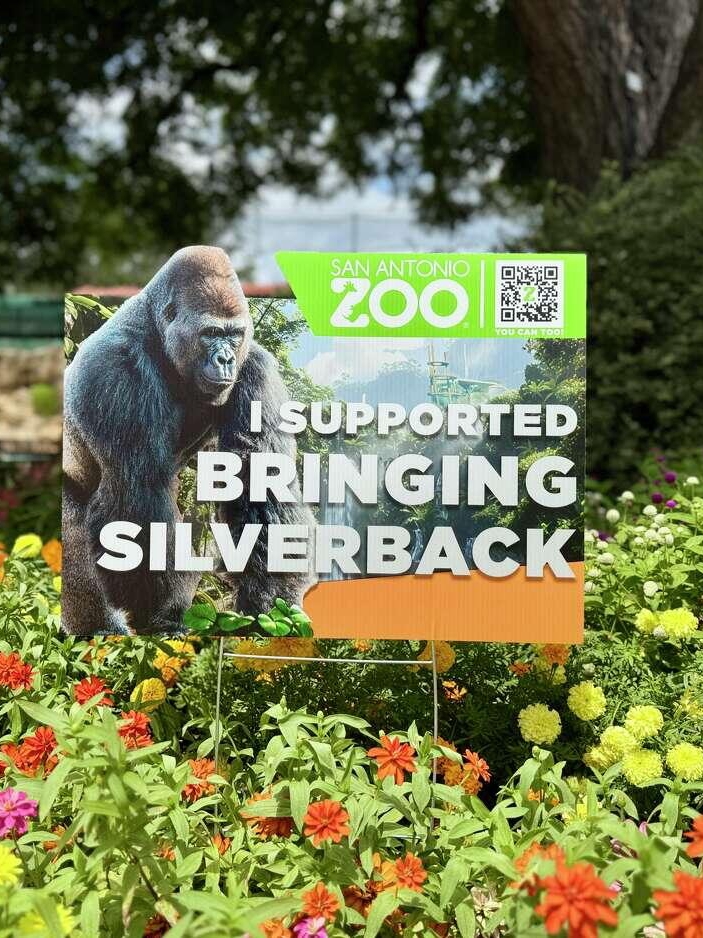 Gorillas Are Back at SA Zoo—After 30 Years!