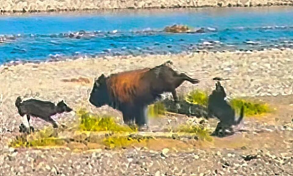 Bison 1, Wolf 0: Wild Yellowstone Showdown