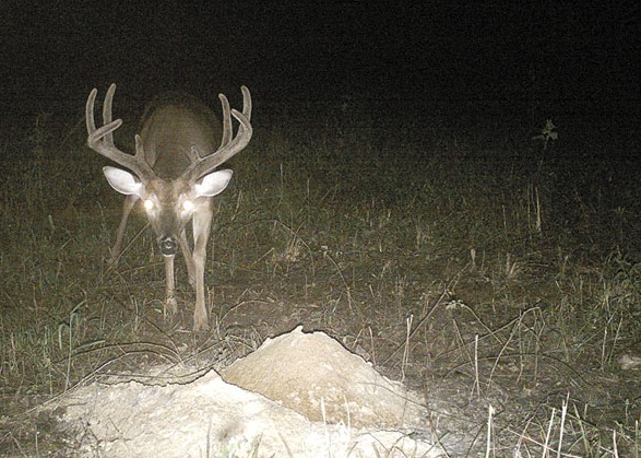 Found my buck using just my nose 👃