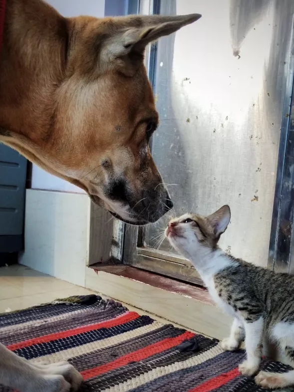 Proof That Cats & Dogs Are Secret Besties