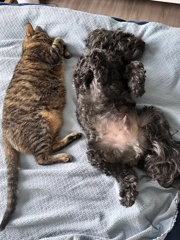 Proof That Cats & Dogs Are Secret Besties