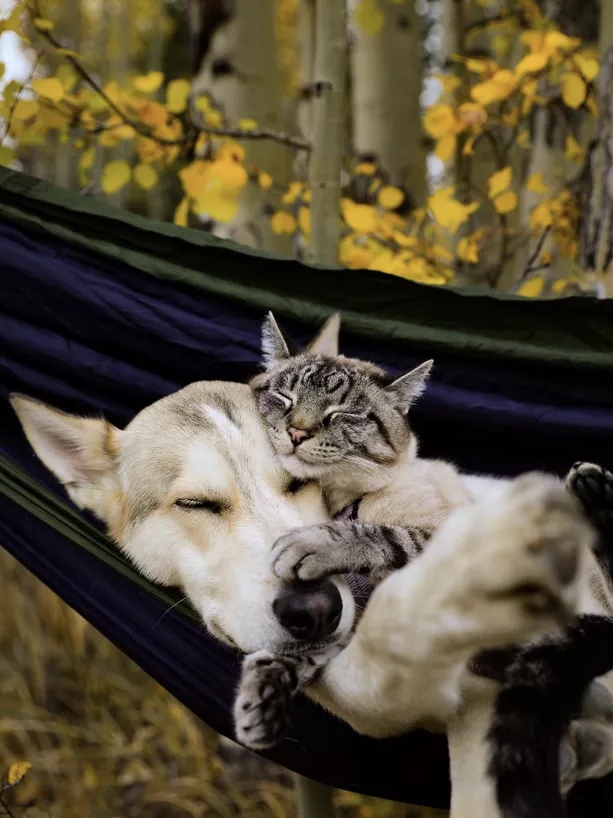 Proof That Cats & Dogs Are Secret Besties