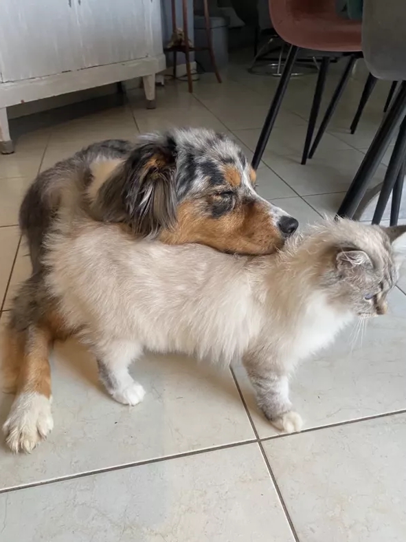Proof That Cats & Dogs Are Secret Besties