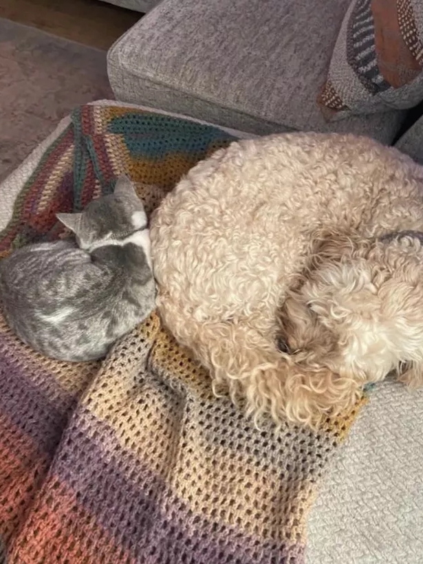 Proof That Cats & Dogs Are Secret Besties