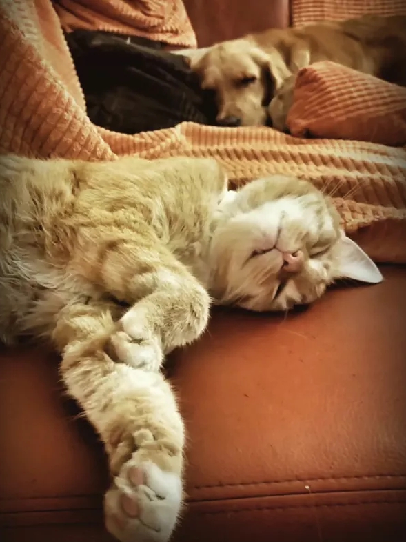 Proof That Cats & Dogs Are Secret Besties