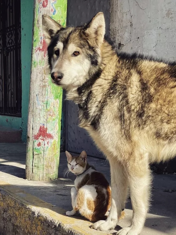 Proof That Cats & Dogs Are Secret Besties