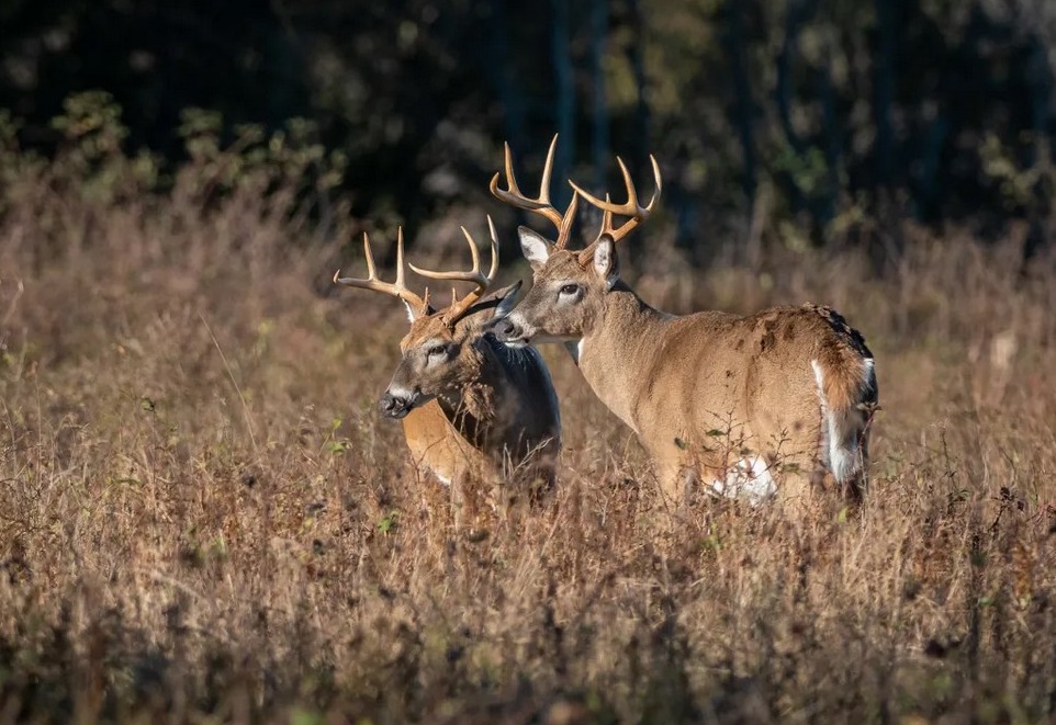 y'all, the south is winning the mature buck game
