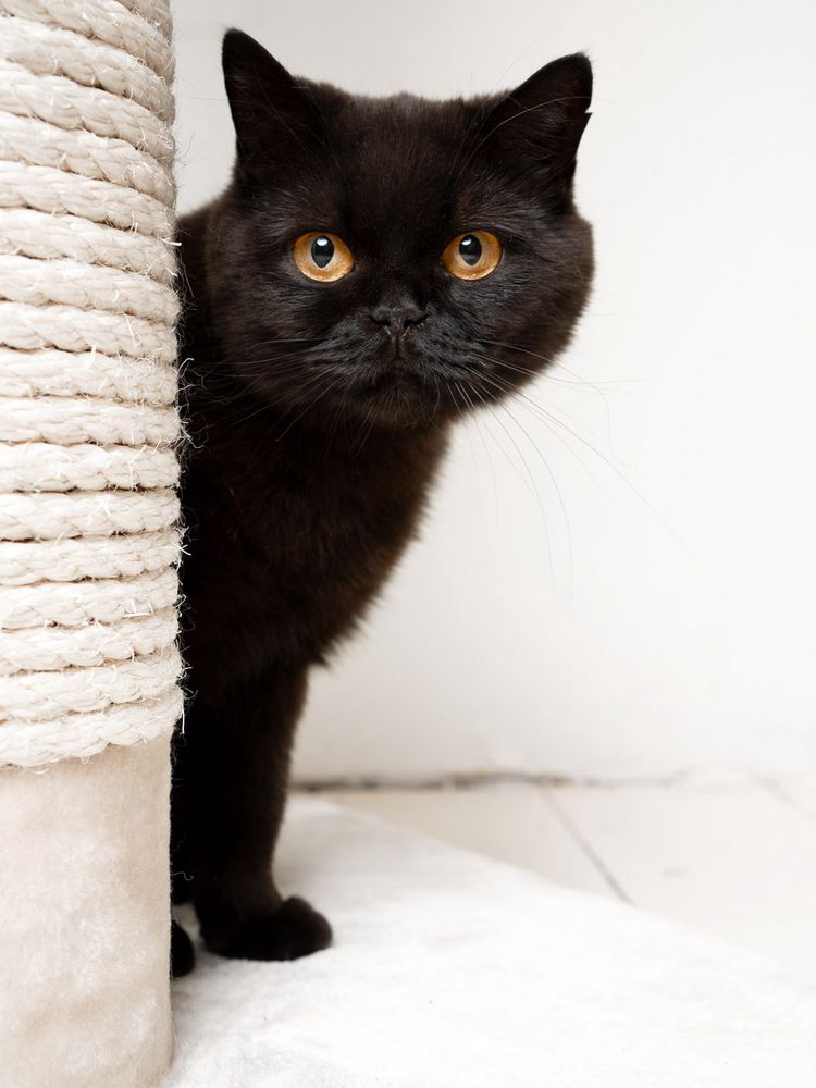 Black Cats: Misunderstood Pet Perfection