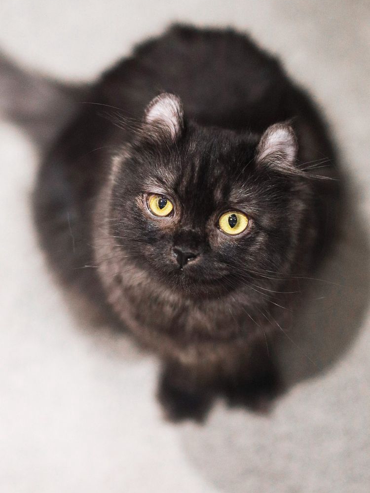 Black Cats: Misunderstood Pet Perfection