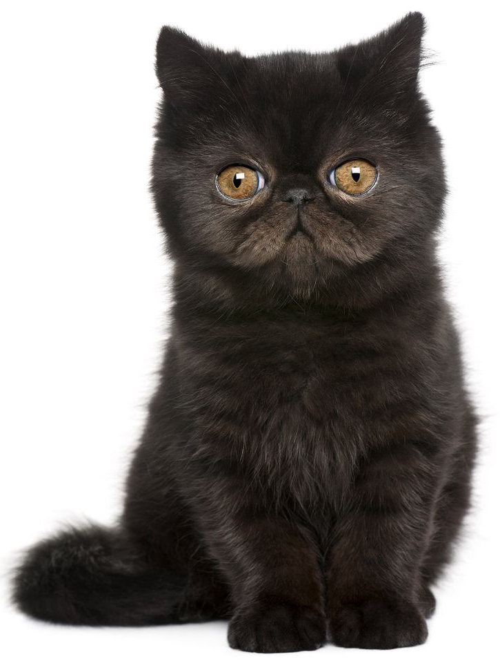 Black Cats: Misunderstood Pet Perfection
