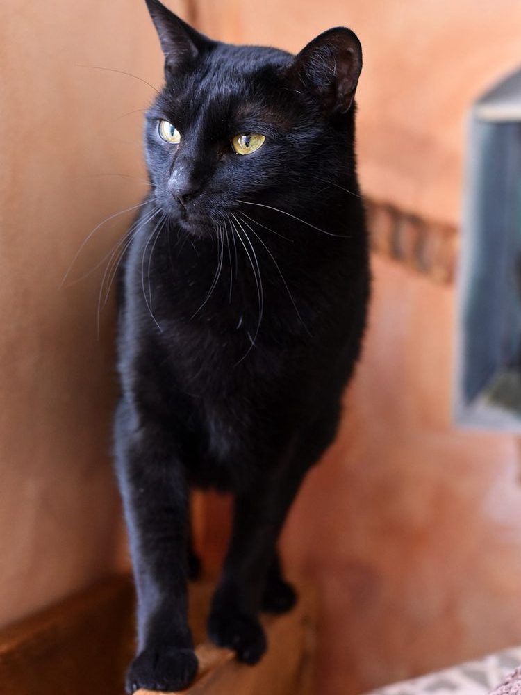 Black Cats: Misunderstood Pet Perfection