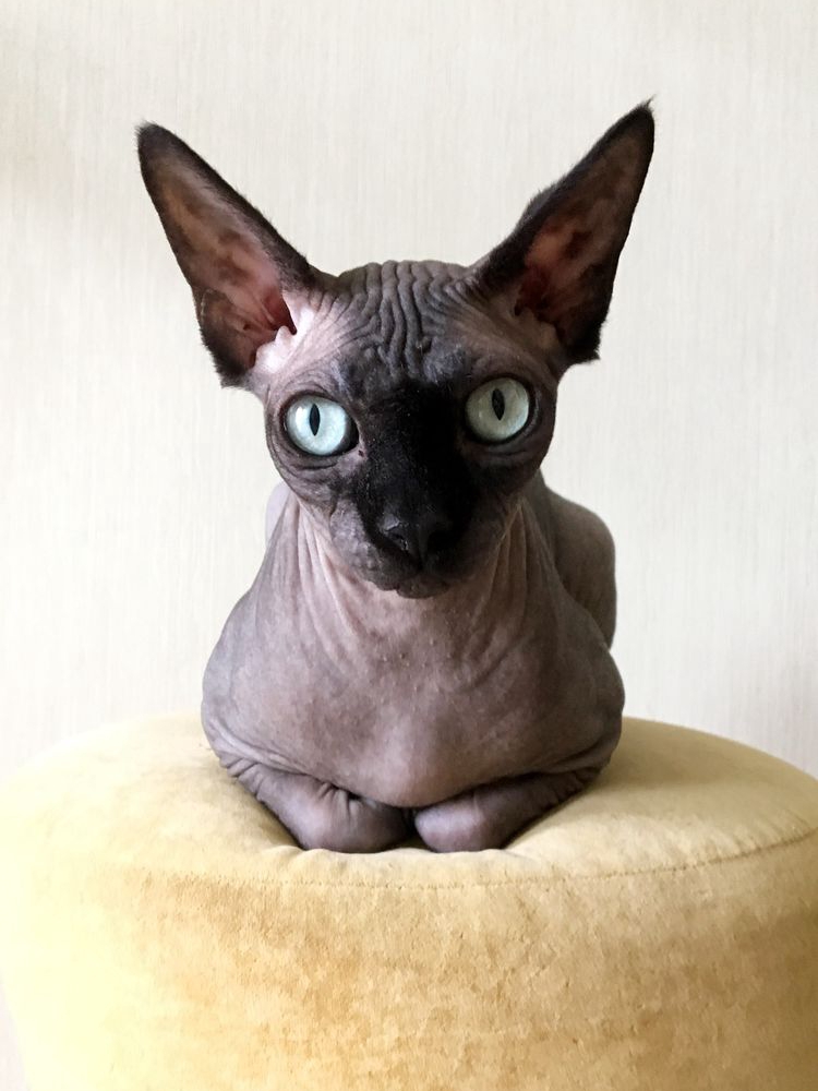 Black Cats: Misunderstood Pet Perfection