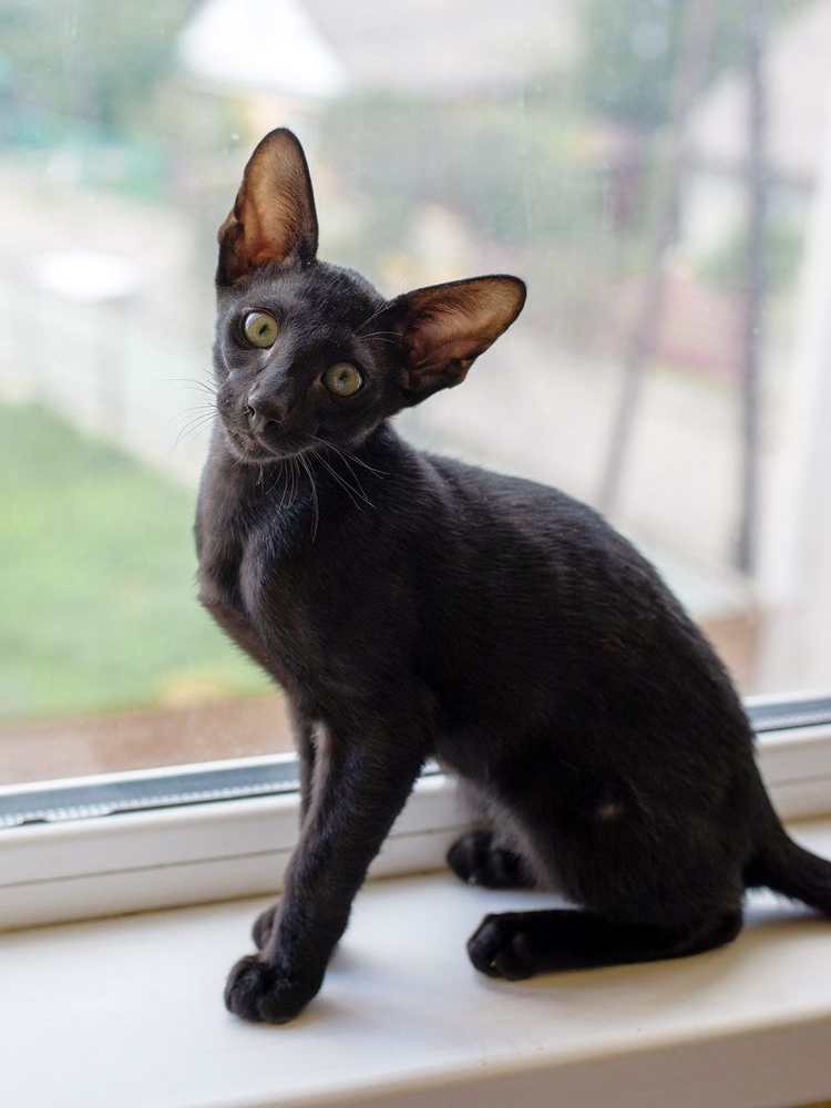 Black Cats: Misunderstood Pet Perfection