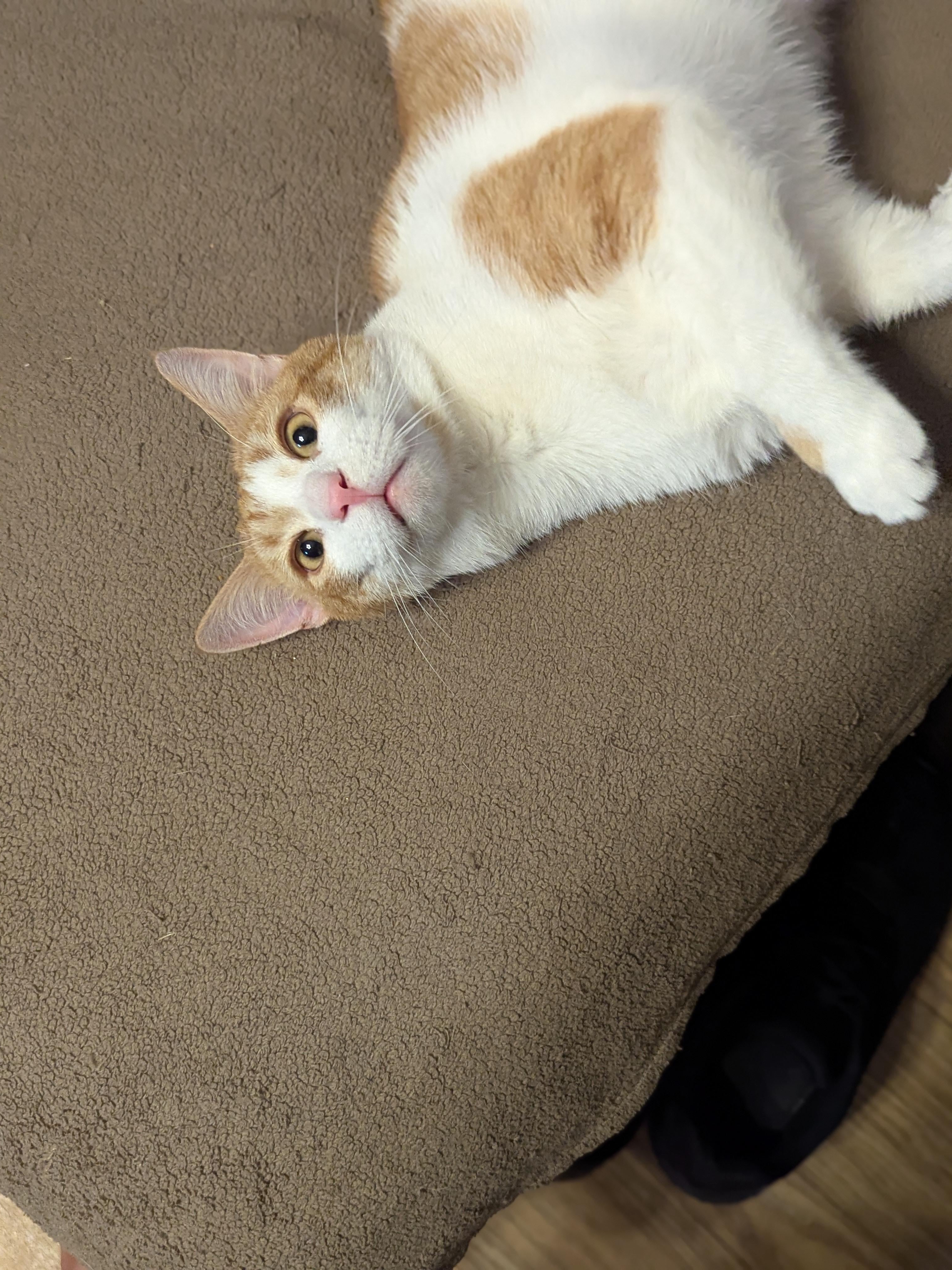 Found my cat in the catnip drawer