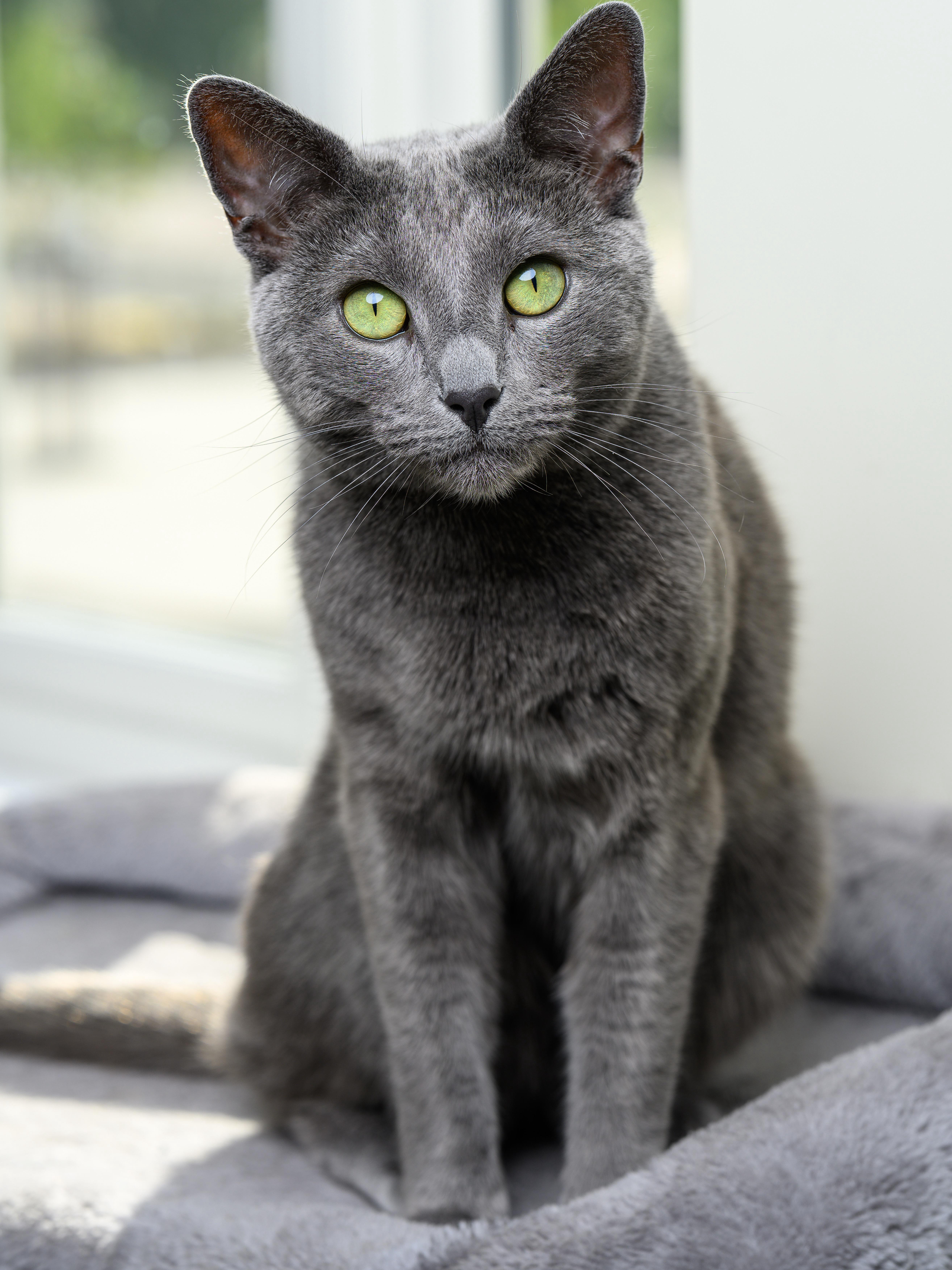 My Russian Blue thinks he's royalty