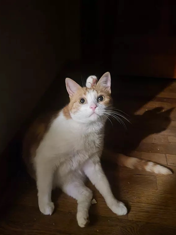 Cats Are Just Us With Better PR