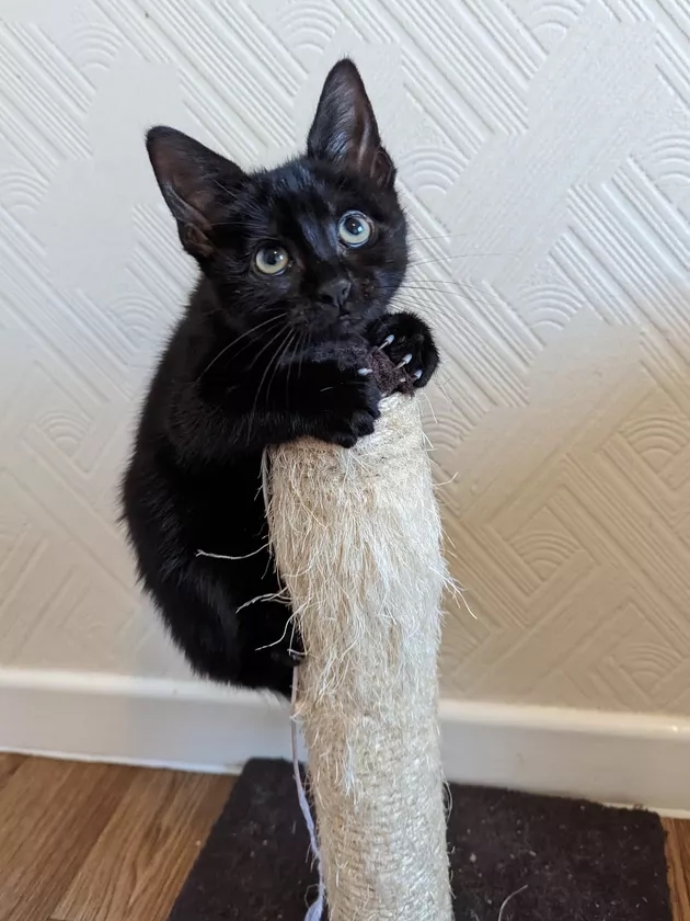 My 'Evil' Cat Went Viral on Black Cat Day
