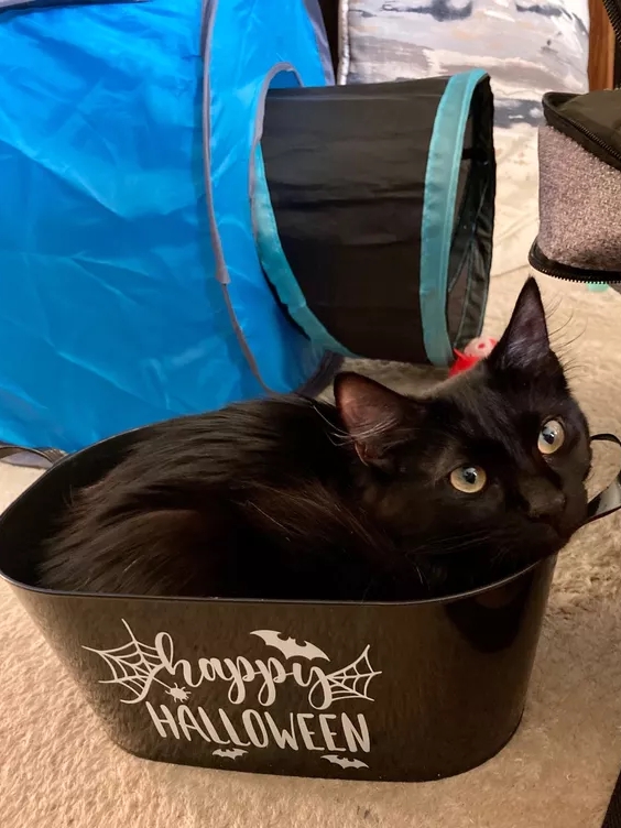 My 'Evil' Cat Went Viral on Black Cat Day