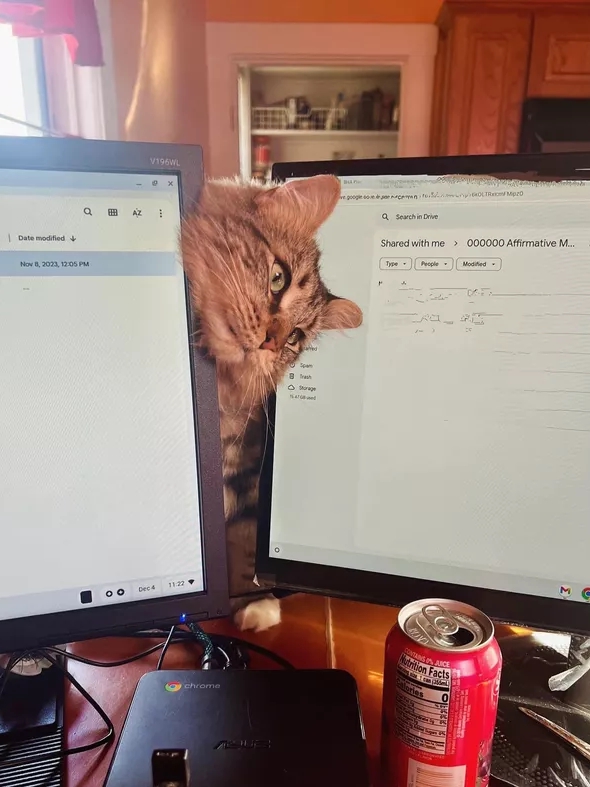 When Your Cat Fixes Your Mental Health