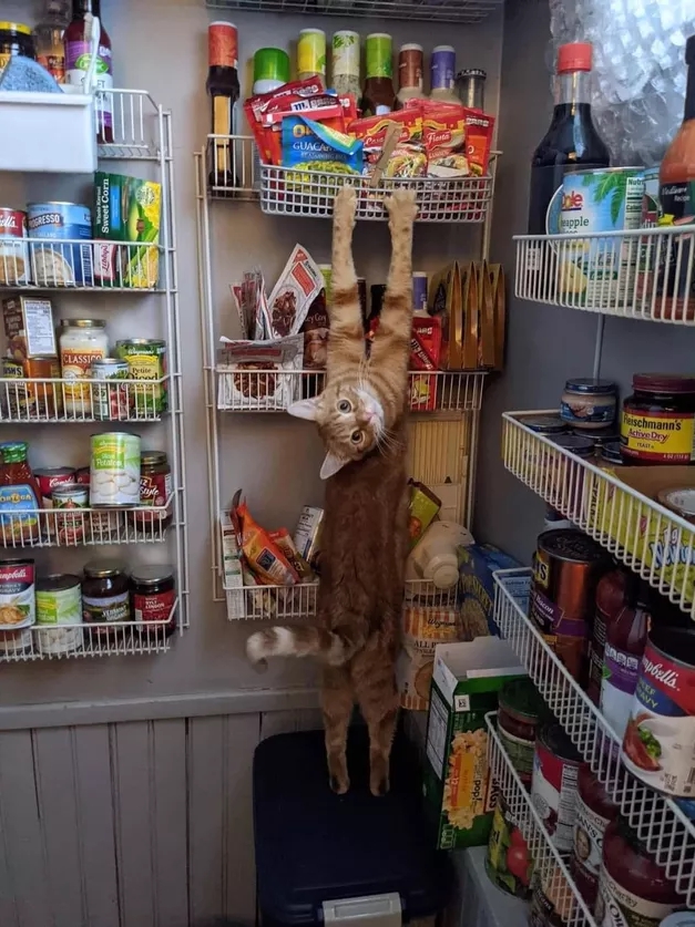 When Your Cat Fixes Your Mental Health