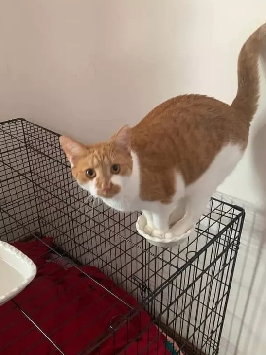 Orange Cats: Built Different