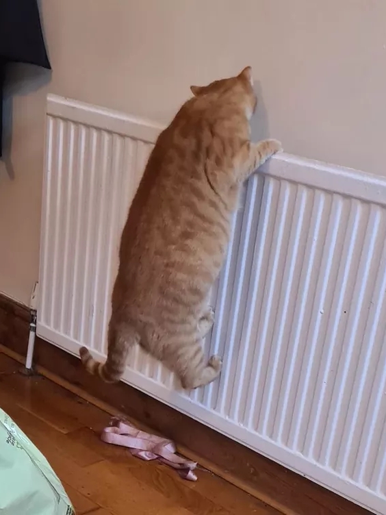 Orange Cats: Built Different