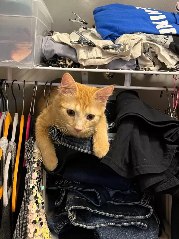 Orange Cats: Built Different