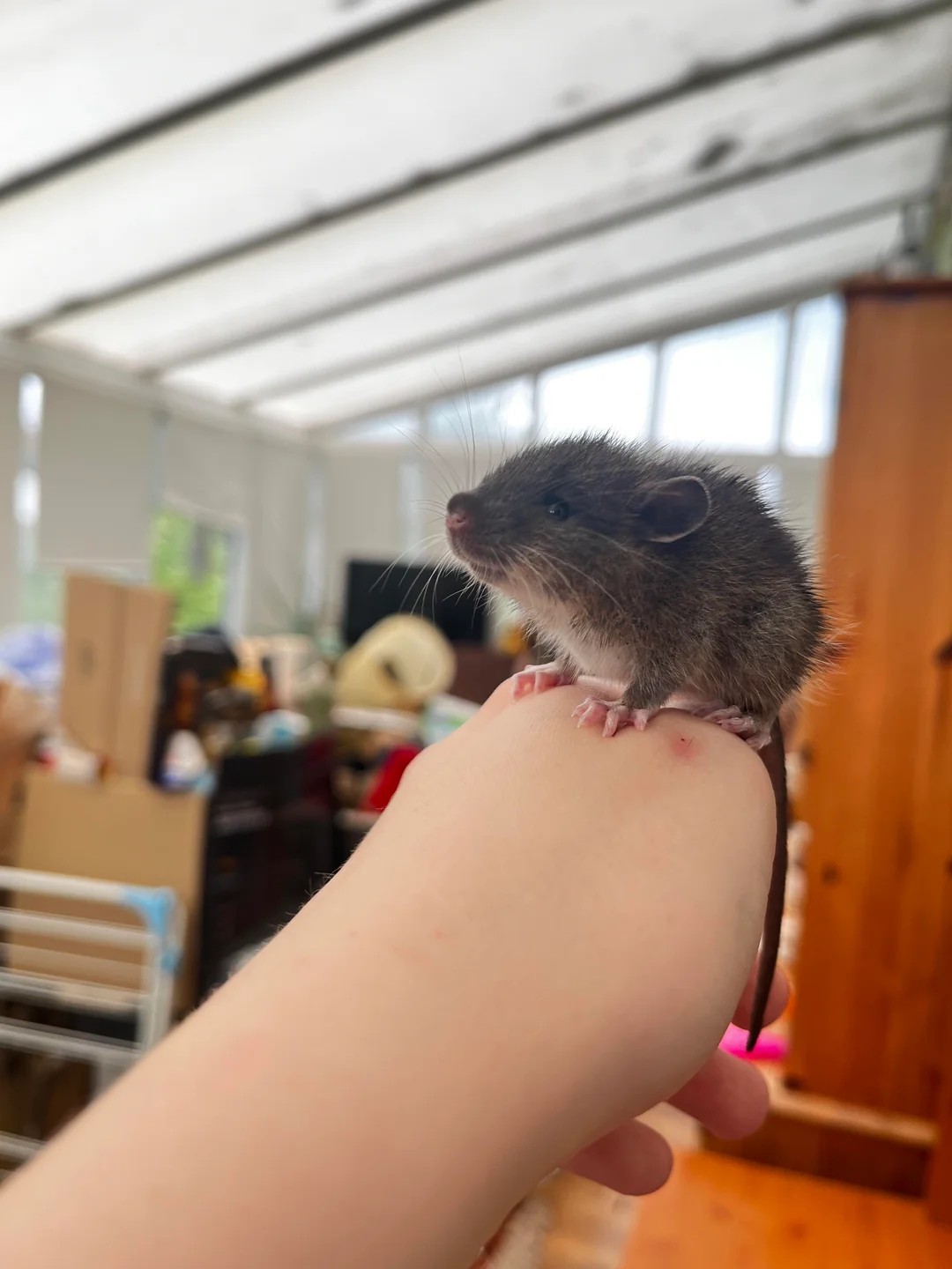I've never seen such a beautiful mouse before 🐭😂😂