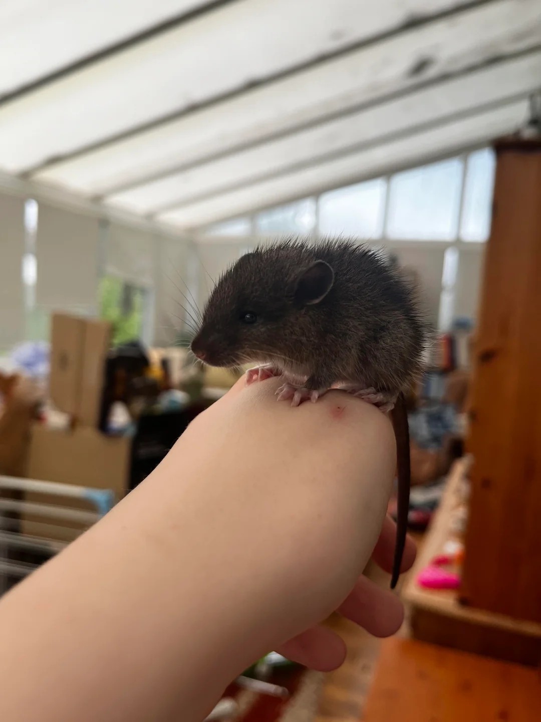I've never seen such a beautiful mouse before 🐭😂😂