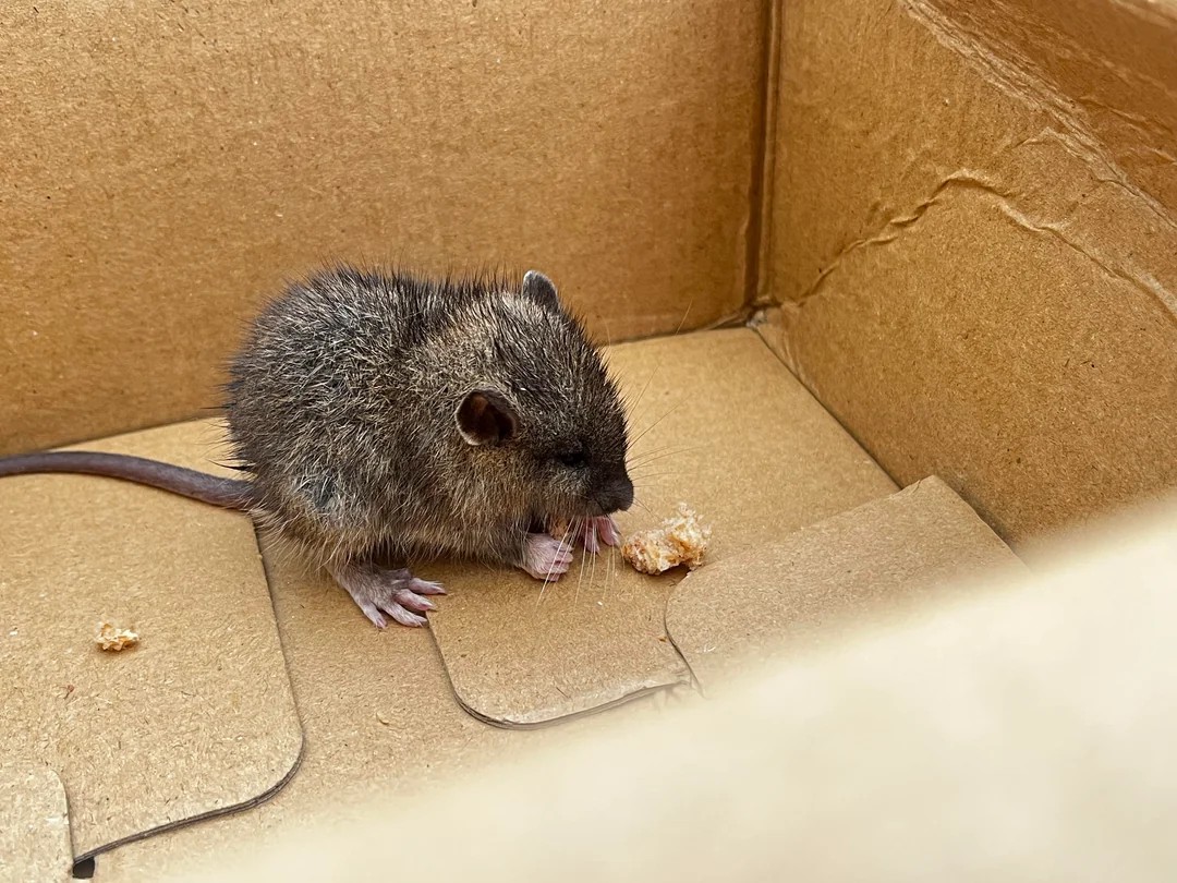 I've never seen such a beautiful mouse before 🐭😂😂