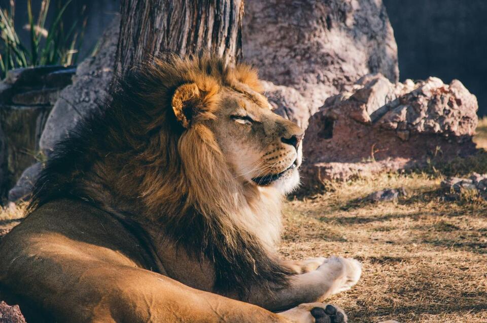 What Leo Season Means for Your Sign ✨