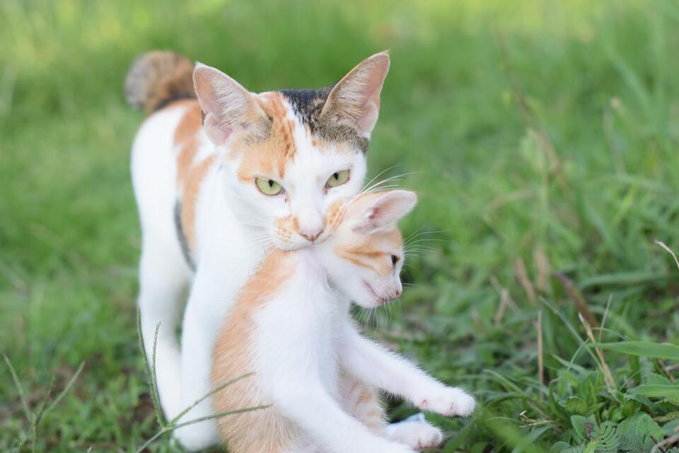 Barn Cat Mom’s Epic Kitten Snatch