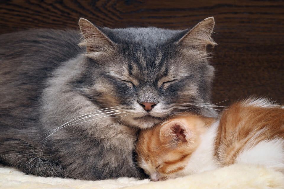 Barn Cat Mom’s Epic Kitten Snatch