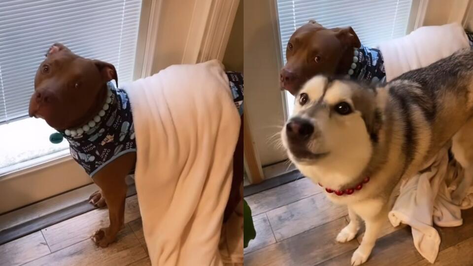 Sibling Goals: Husky Defends Pitbull Bro