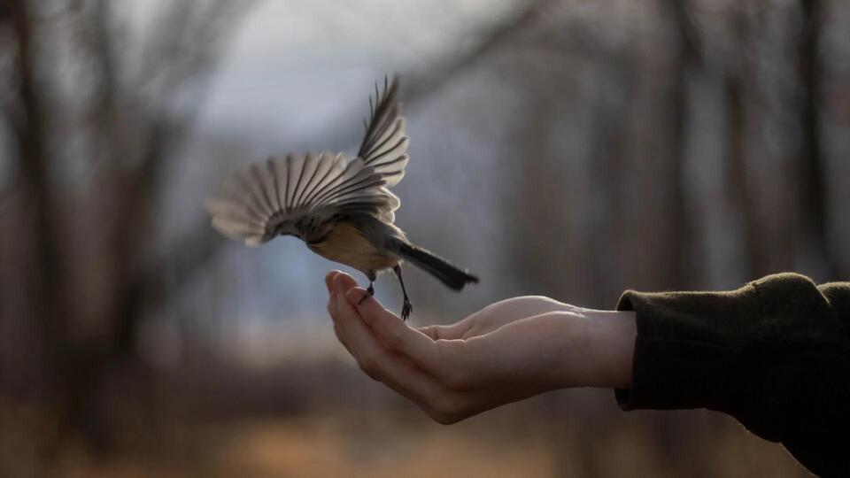 Birds Are Disappearing—Even in Safe Spots!