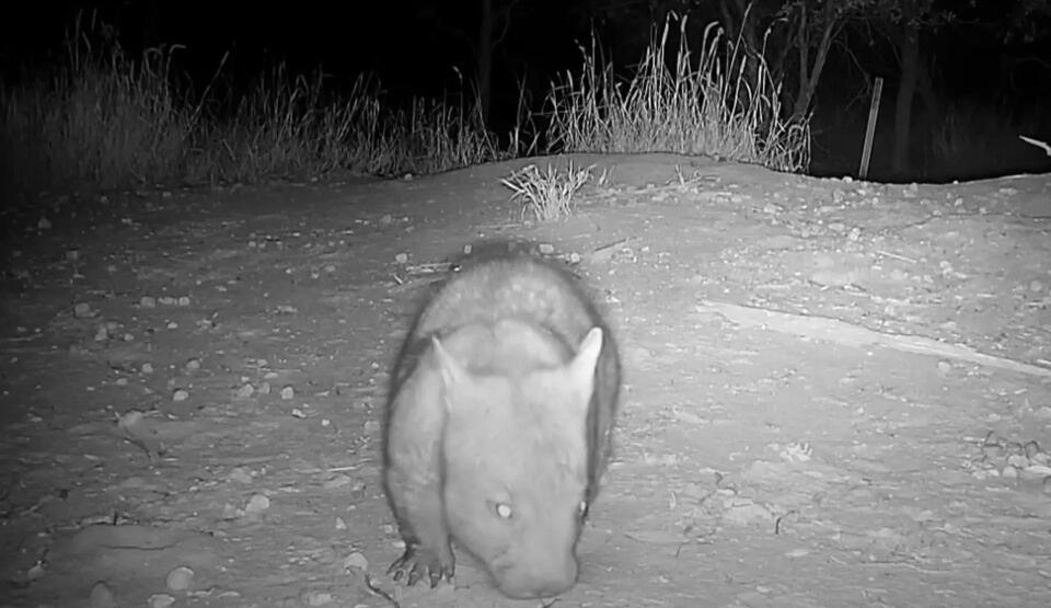 Wombat vs. Echidna: Cutest Showdown Ever!