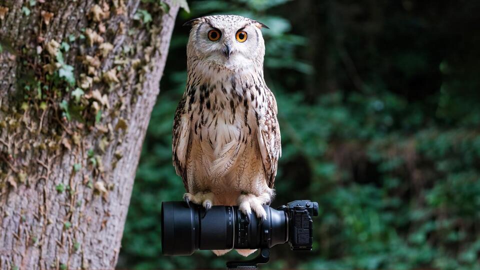 Kodak’s Comeback: Compact Camera King?