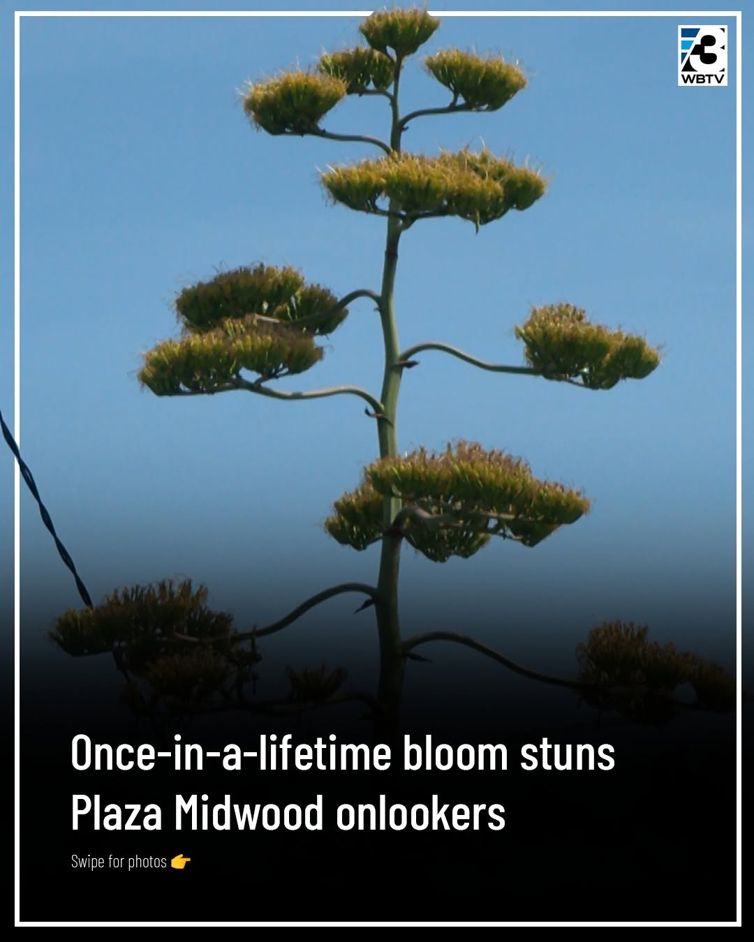 Century Plant’s Wild Bloom Turns Heads