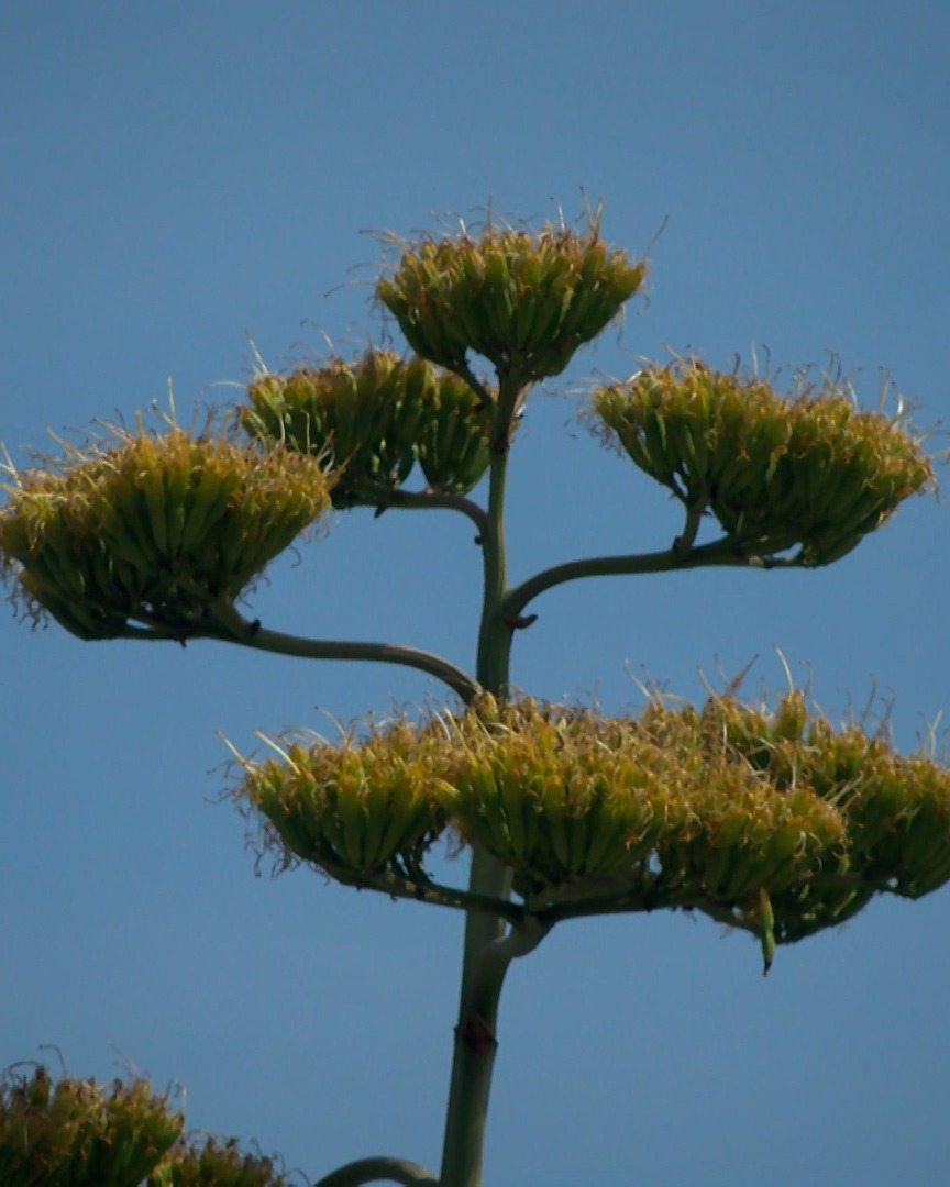Century Plant’s Wild Bloom Turns Heads