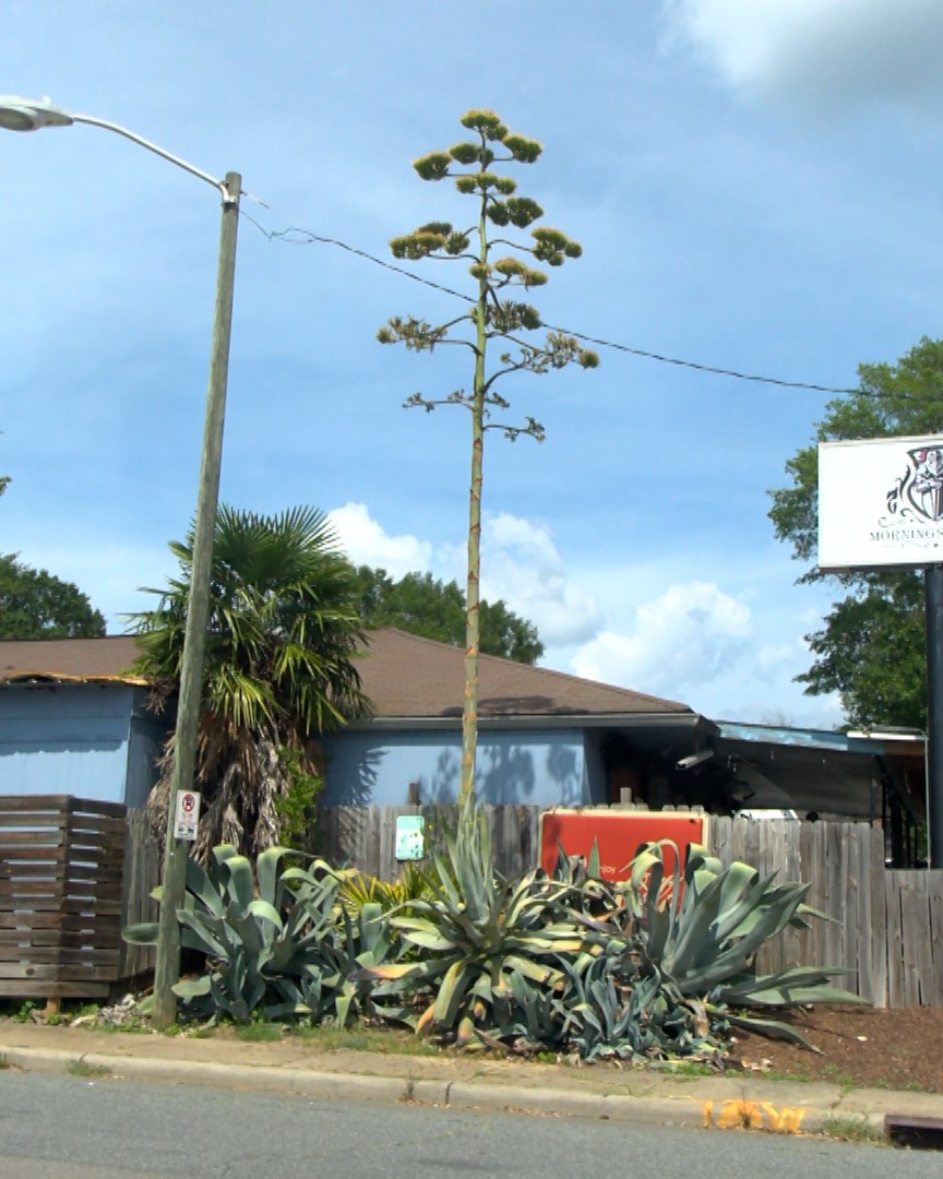 Century Plant’s Wild Bloom Turns Heads