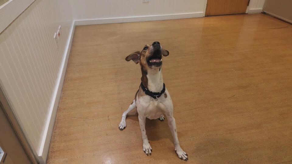 Meet Wendy: The Sweetest Senior Pup