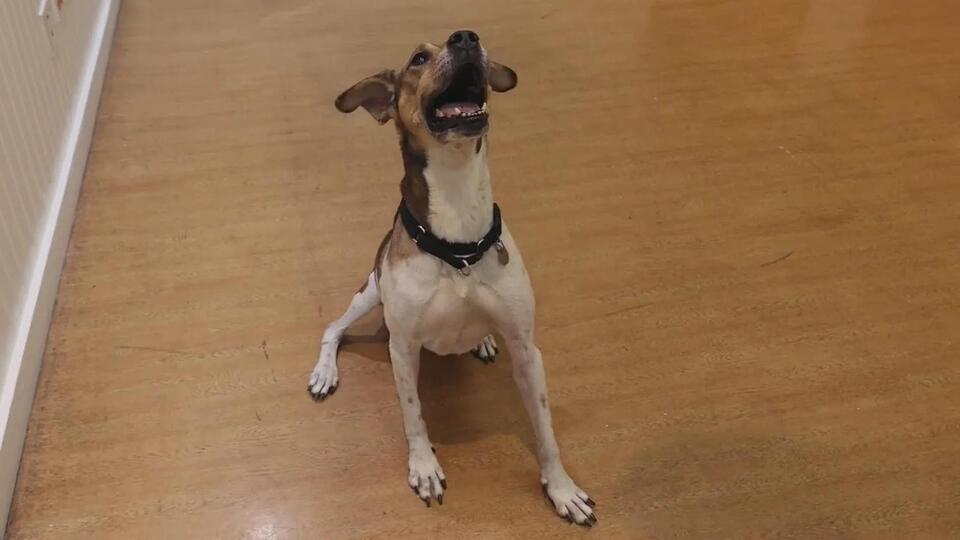 Meet Wendy: The Sweetest Senior Pup