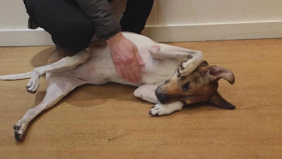 Meet Wendy: The Sweetest Senior Pup